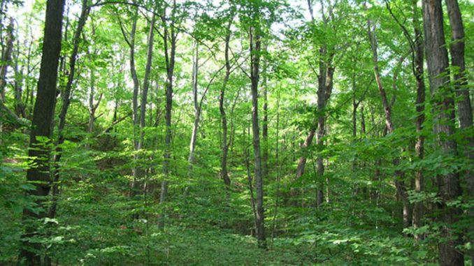 forest-1