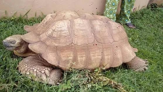 Tortoise