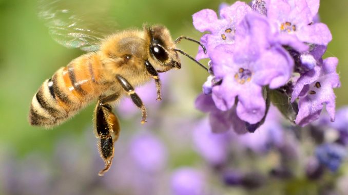 A Macro Shot of a Honey Bee Flying towards purple flowers